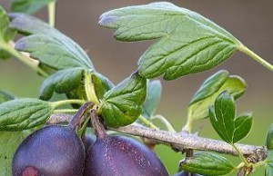 Йошта – что за ягода такая?