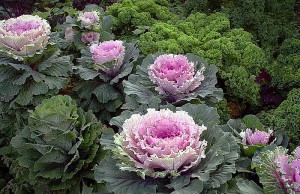 Декоративная капуста – не красотой единой