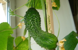 Выращиваем огурцы дома – почему нет?
