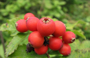 Какую рябину вырастить?