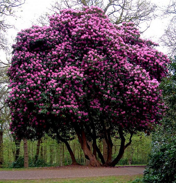 rododendron