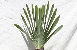 Каудексные растения – необычное украшение дома