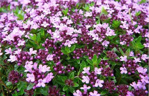 Тимьян – заготавливаем на зиму