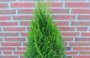 Туя – ваше зимнее украшение