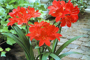 Валотта – украшение вашего окна