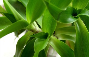 Золотой ус – лечебное растение у вас в горшке