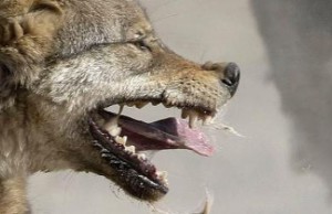 Петриковскому району угрожает эпидемия бешенства