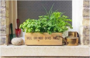 Зелень на подоконнике