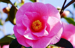 Розовое дерево в вашем саду