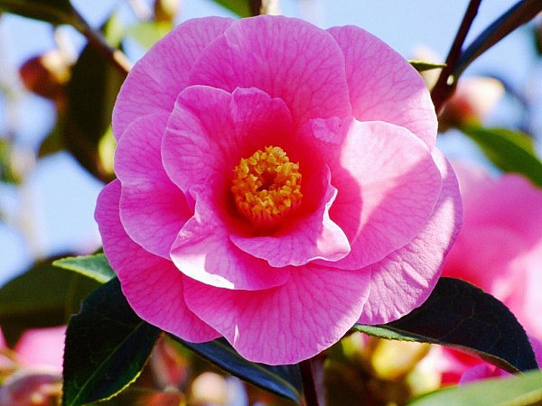 рододендрон