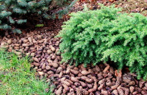 Используем шишки в качестве мульчи