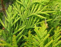 Хвоя в зимнем саду