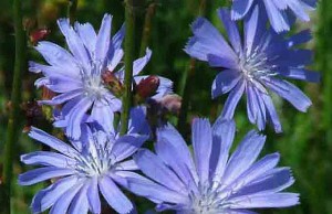 Цикорий – помощник от многих недугов