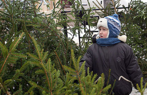 Исполком утвердил места продажи елок