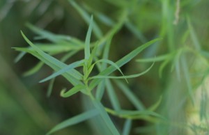 Эстрагон – не только трава, но и лекарство