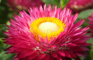 Внести изюминку в сад поможет гелихризум