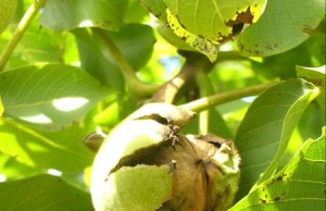 Крупнейшее плодовое дерево