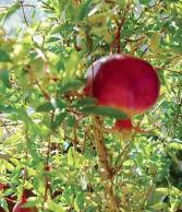 Модный экзот дома – гранат