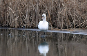 На дренажном канале спасали лебедя