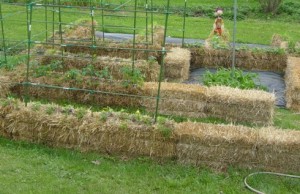 Сад на соломенных тюках