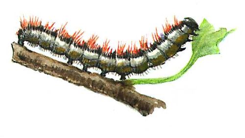 боярышница 2