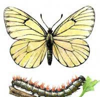 Зимняя борьба с вредителем в саду