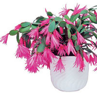 Украшаем дом рождественником