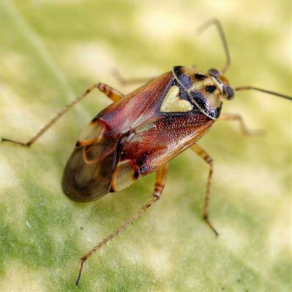 насекомые 2