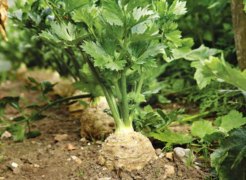 сельдерей 2