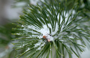 Патруль задержал вредителей природы