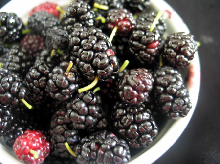 шелковица 2