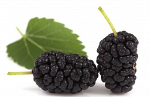 Что посадить в новом сезоне – шелковица