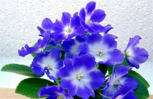 Фиалки – как помочь им перезимовать
