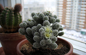 Если кактус подмерз