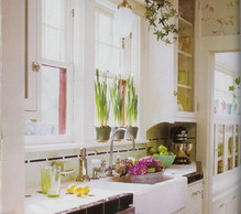 Выбираем цветы на кухню