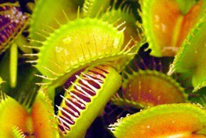 Настоящий экзот: растение-хищник