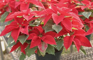 Пуансеттия – почему не цветет рождественник?