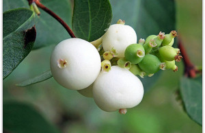 Снежноягодник – зимнее украшение участка