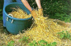 Выращиваем картошку под соломой