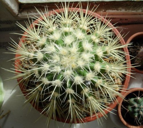 кактус зимой 2