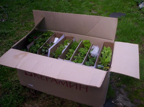 перевозка растений 2