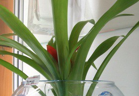 Зачем нужен гидрогель для растений