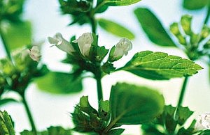 Мелисса – не только чай, но и лекарство