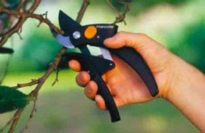 Готовимся к обрезке растений