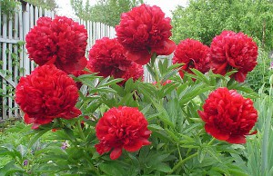 Особенности ухода за пионом весной