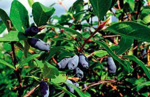 Жимолость – прекрасное украшение сада