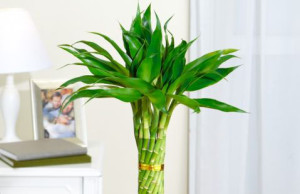 Драцена сандера – почти бамбук