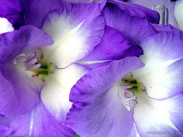 гладиолус 1