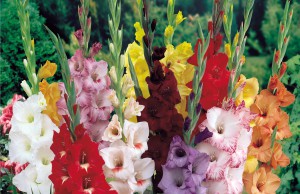Зацветут ли у вас гладиолусы?