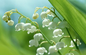 Скоро весна, скоро время ландышей